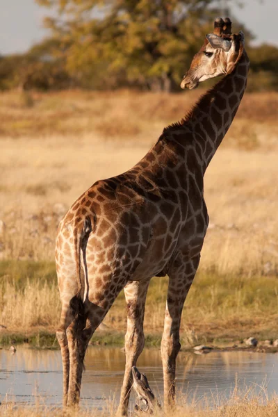 Girafe Stockbild