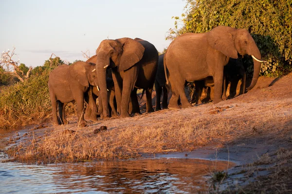 Besättningen av elefant Stockbild