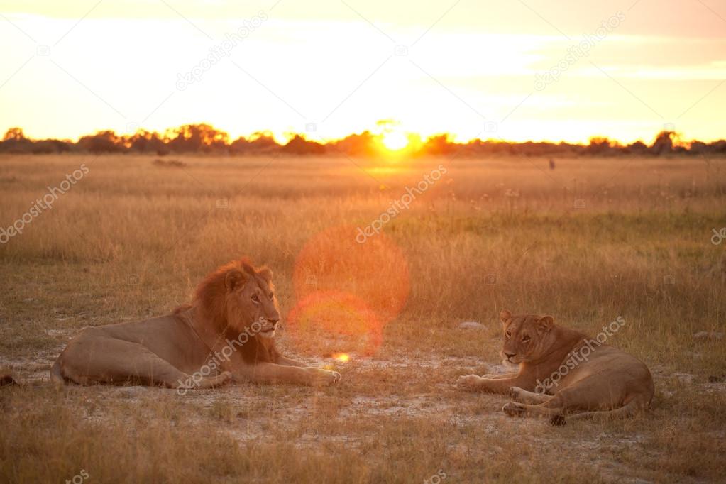 couple of lion