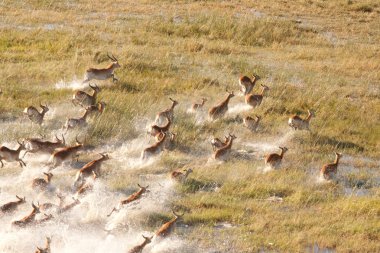 impalas sürüsü