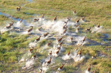 impalas sürüsü