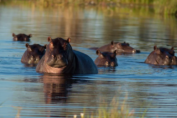 Grupp av flodhäst — Stockfoto