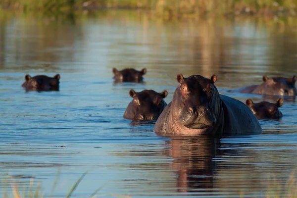Manada de hipopótamos — Foto de Stock
