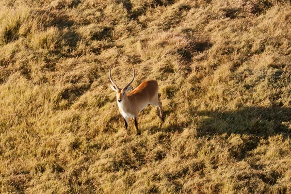 Impala — Foto de Stock