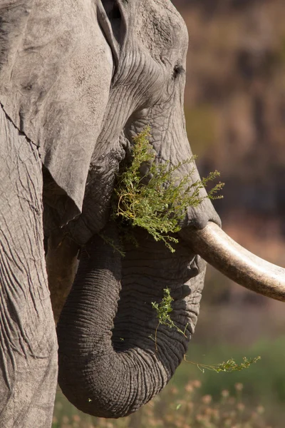 Elefant äta Stockfoto