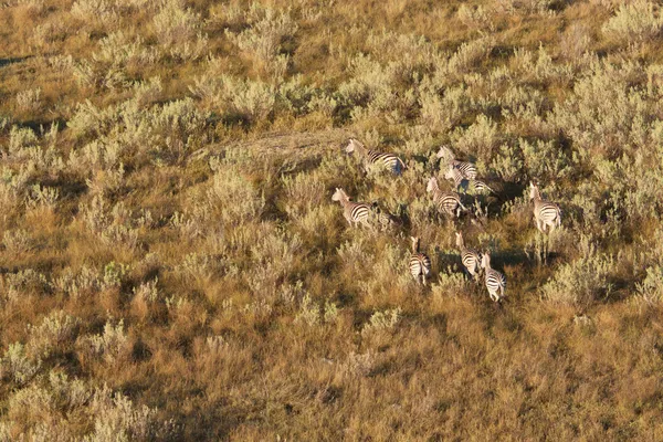 Besättning av zebra Stockbild