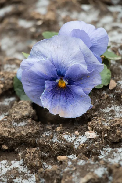 Blume auf Schmutz mit Schneeflocke, Nahaufnahme, senkrecht Stockbild