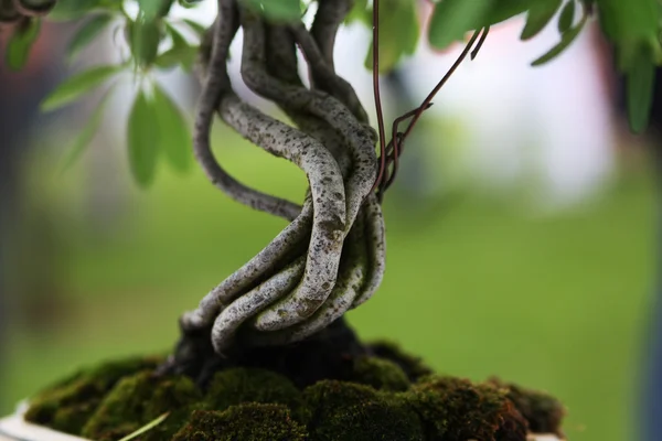 Bonsai Ağacı