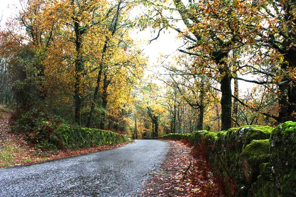 グリーンとゴールドの森の木が道路 — ストック写真