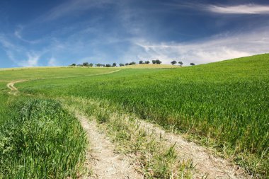 Dirt road on green Grass and blue sky clipart