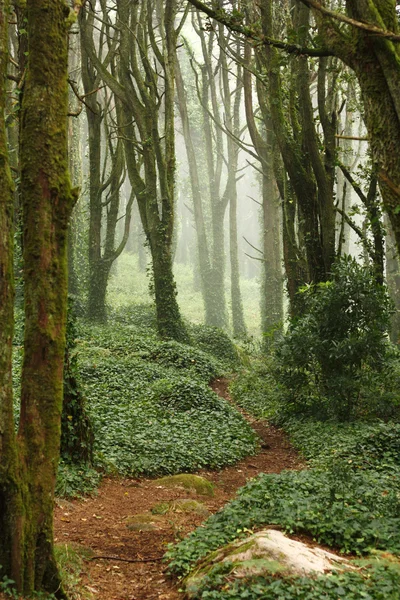 Path in green forest trees with huge rocks — Stock Photo, Image