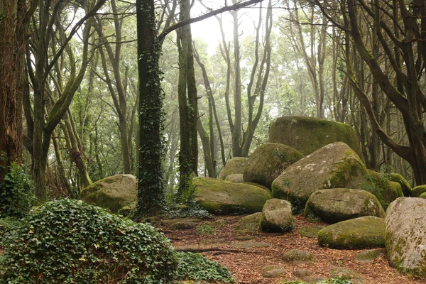 Alberi di foresta verde con enormi rocce — Foto Stock
