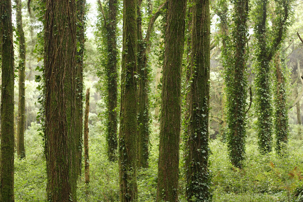 Зеленые леса с огромными скалами
