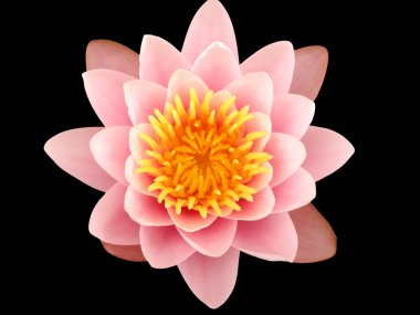 pembe nilüfer çiçeği