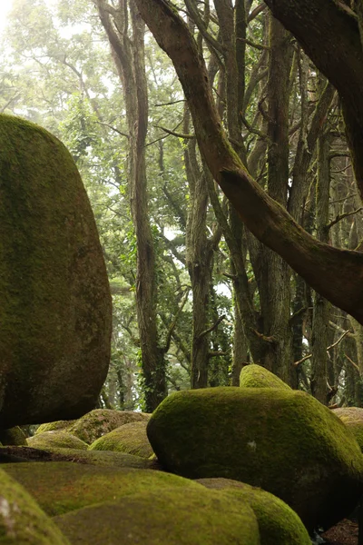 Green forest trees with huge rocks — Stock Photo, Image