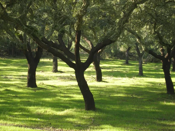 Весенние пробковые деревья — стоковое фото