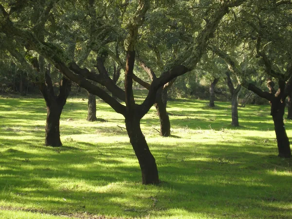 Våren korkträd — Stockfoto