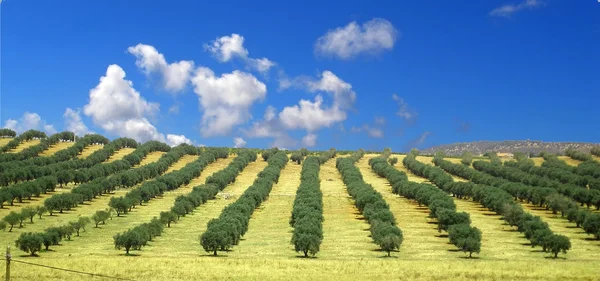 Olive trees field — Stock Photo, Image