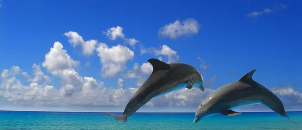 Two dolphins — Stock Photo, Image