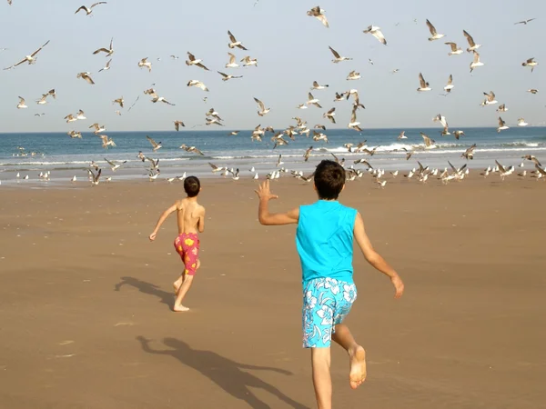 少年は鳥を追いかけて — ストック写真