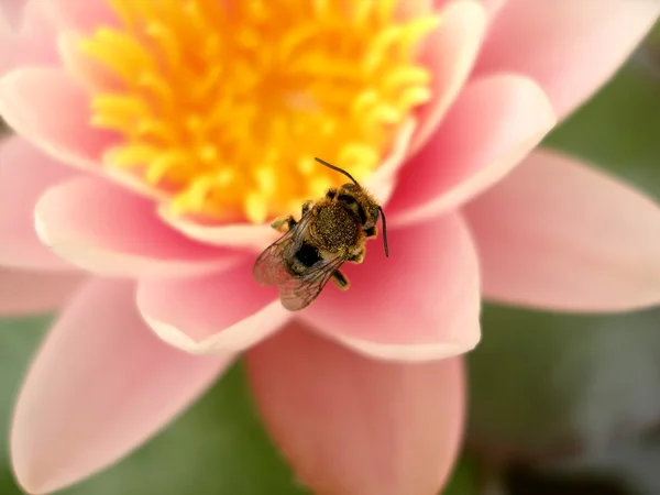 粉红荷花的花朵上的一只小蜜蜂 免版税图库照片