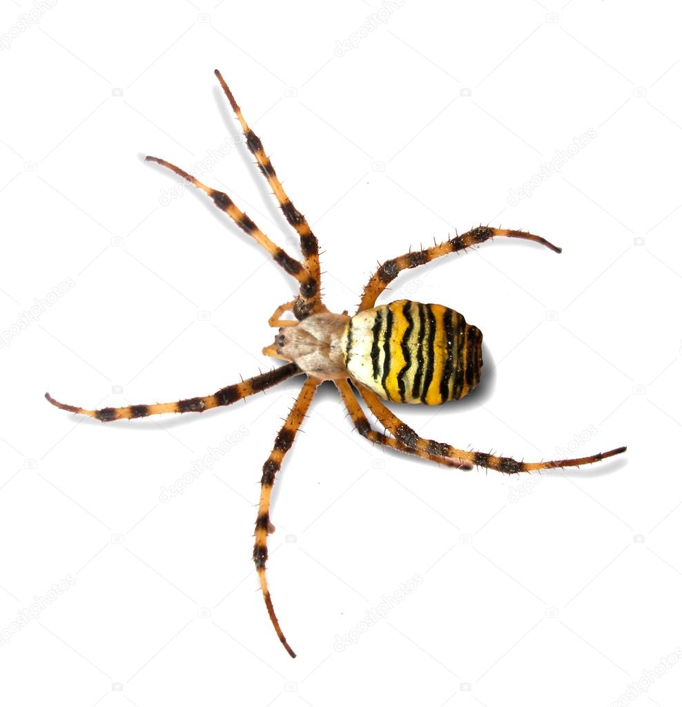 Spider isolated over white background