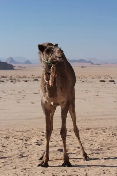 Camel em Wadi Rum — Fotografia de Stock
