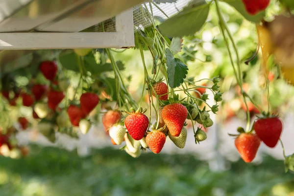 Fresas Hidropónicas Invernadero Con Agricultura Tecnológica Sistema Estanterías Hidropónicas Invernadero —  Fotos de Stock