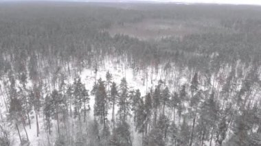Kış ormanlarının havadan görünüşü, karın altındaki ormanlar