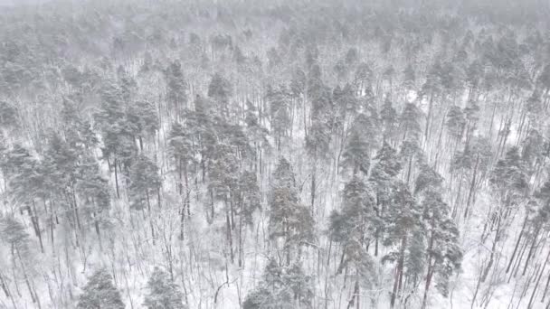 Flygfoto Vinterskog Skog Snö — Stockvideo