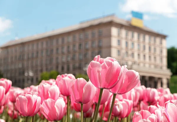 Pink tulips on the Maidan Nezalezhnosti with building with Ukrainian flag, Kyiv, Ukraine
