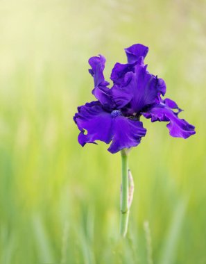 'Dağ Majestesi' nin güzel çiçek başkanının arka planı.