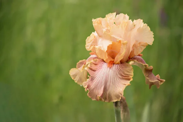 Arrière Plan Avec Belle Fleur Iris Chudesnoe Yavlenie — Photo