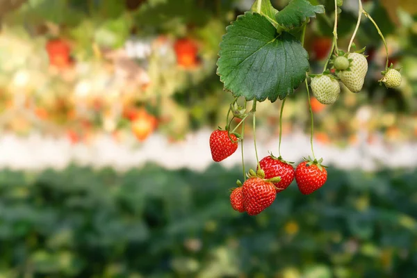 Background Hydroponic Strawberry Greenhouse Hydroponic Plants White Red Strawberries —  Fotos de Stock