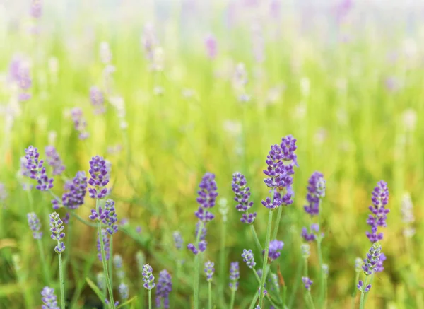 Lavendeltakken Het Lavendelveld Close Van Lavendel Natuurlijke Selectieve Focus — Stockfoto