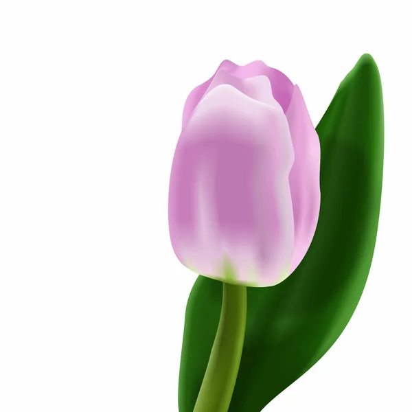 Tulipán — Vector de stock