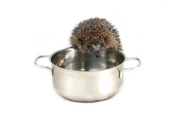 Hungry hedgehog looking into cooking pot — Stock Photo, Image