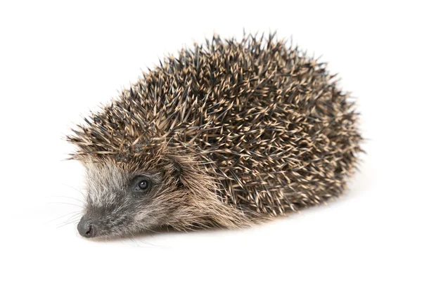 Hedgehog lying on the floor in front of a white background — Stock Photo, Image