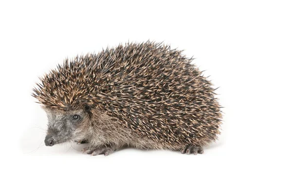 Cute hedgehog walking and sniffing around — Stock Photo, Image