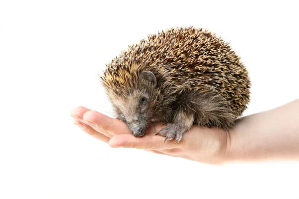 sevimli kirpi oturan bir adamın...