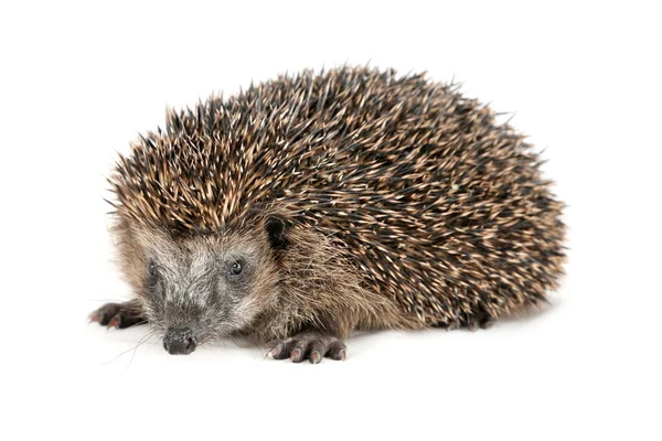 Cute hedgehog looking at the beholder — Stock Photo, Image