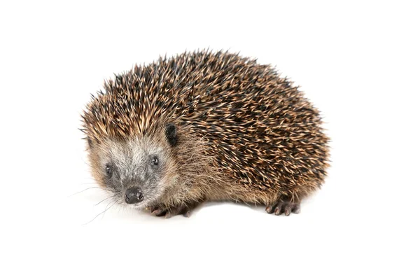 Cute hedgehog looking at the beholder — Stock Photo, Image