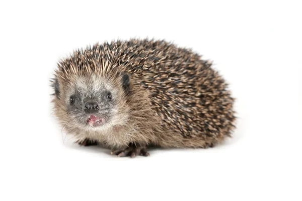 Hedgehog shouting at the viewer — Stock Photo, Image