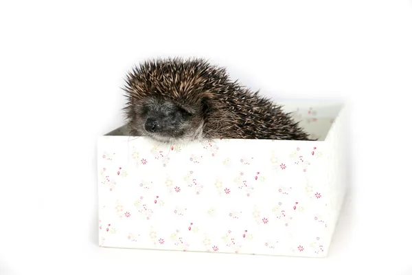 Curious hedgehog sitting in a box — Stock Photo, Image