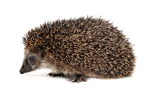 sevimli kirpi yürüyüş ve etrafı kolaçan