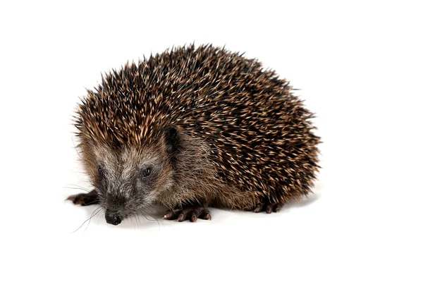 Cute hedgehog looking at the beholder — Stock Photo, Image