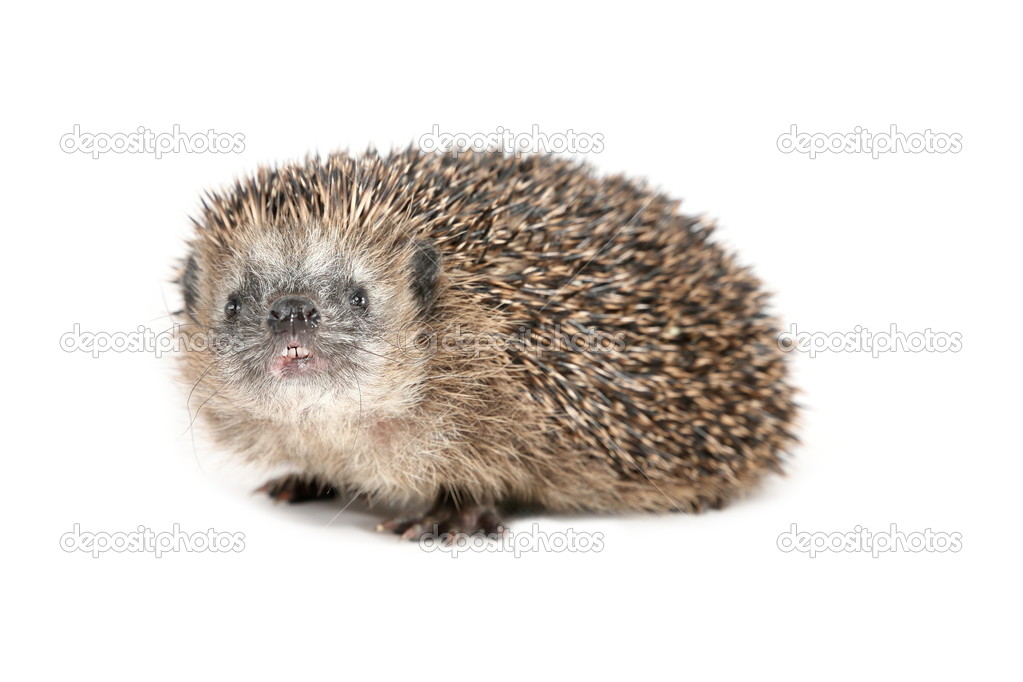 Hedgehog sniffing around