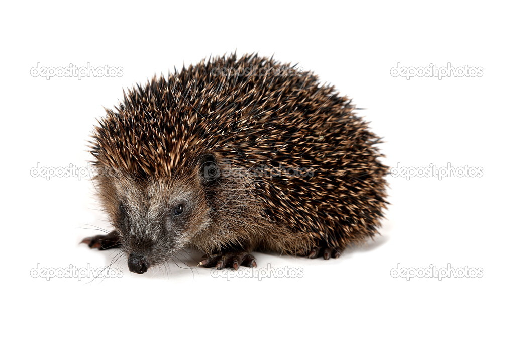 Cute hedgehog looking at the beholder