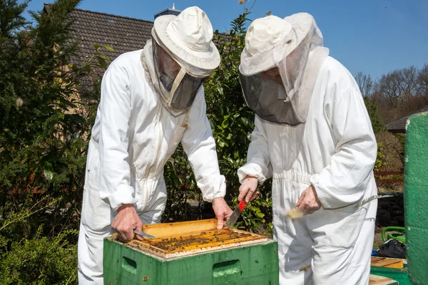 Dos apicultores mantienen colmena de abejas —  Fotos de Stock