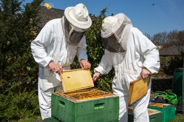 Dois apicultores que mantêm colmeia de abelhas — Fotografia de Stock